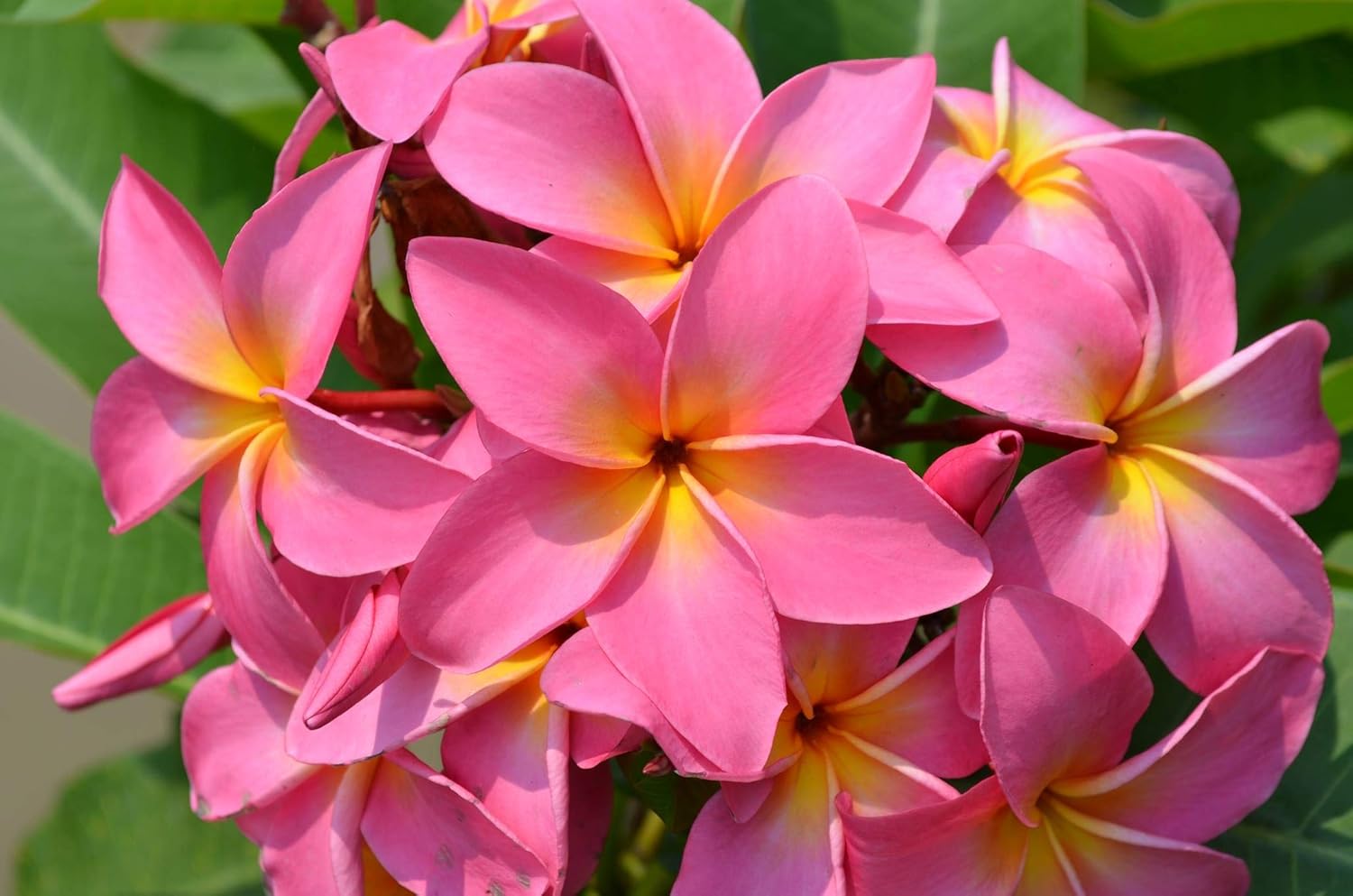 Dark Pink Frangipani Flower Seeds For Planting | Exotic Tropical Blooms