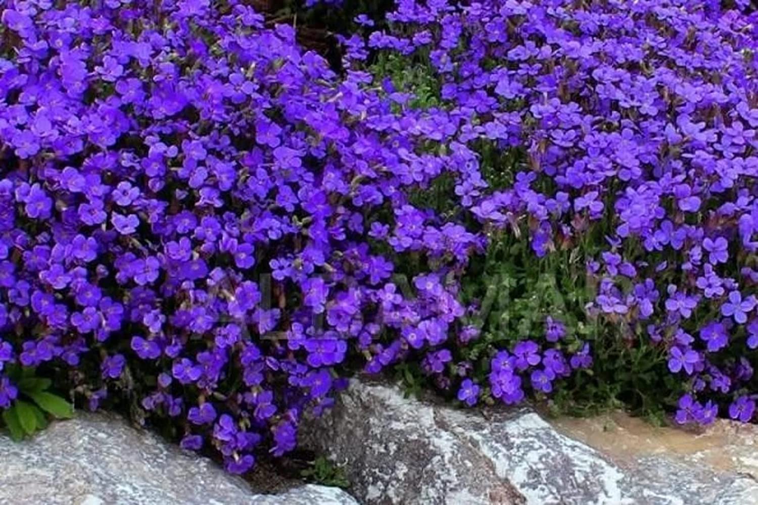 Aubrieta Deltoidea Flower Seeds For Planting