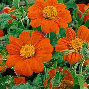 Mexican Sunflower Tithonia diversifolia for planting in flower bed