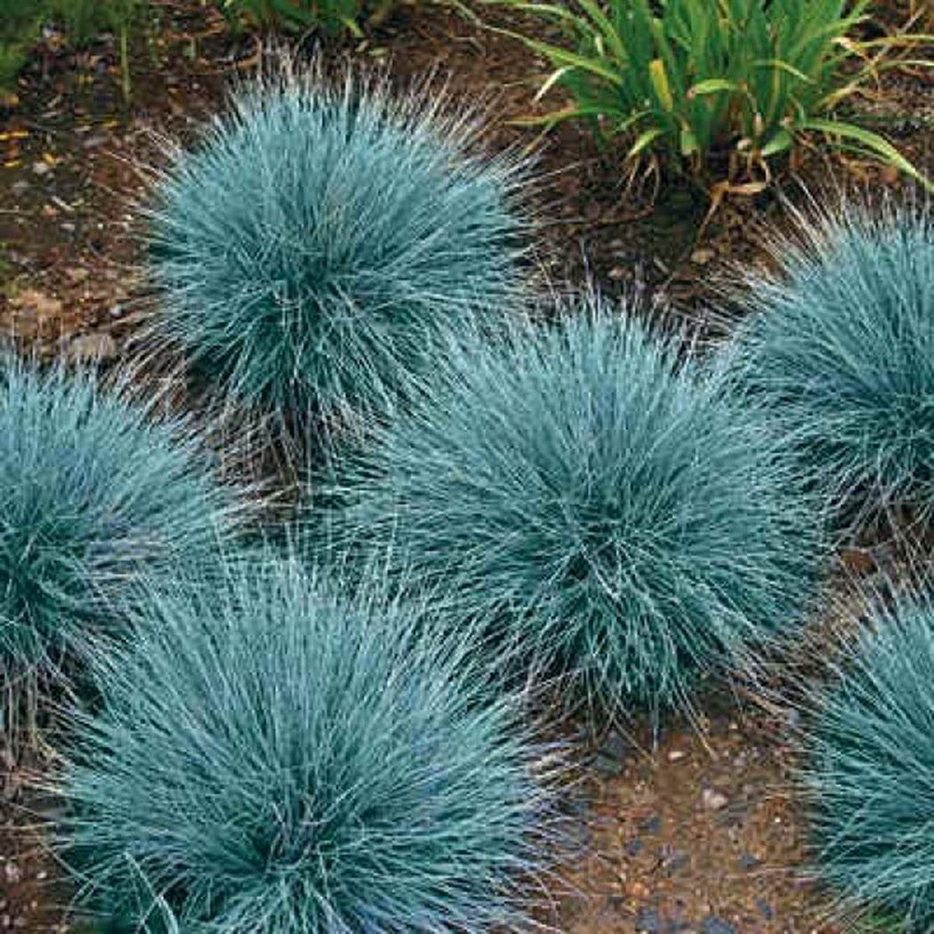 Blue Festuca Plant Seeds For Ornamental Planting