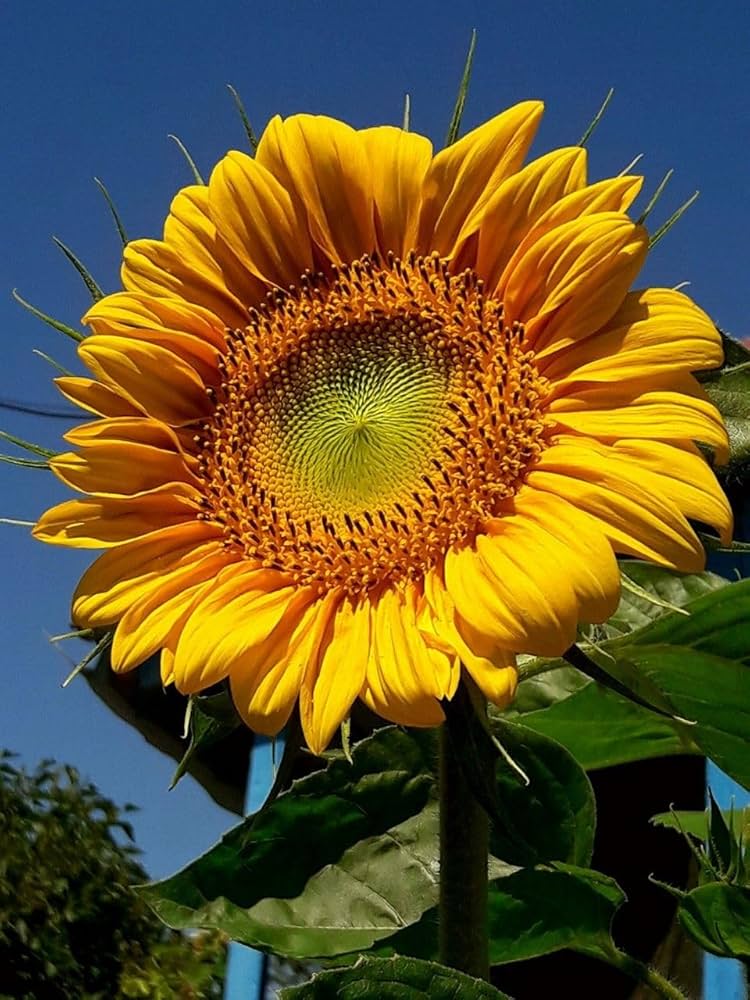 Giant Sunflower Helianthus Annuus Seeds for planting in flower bed