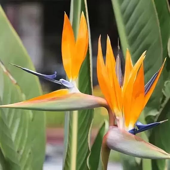 Strelitzia Reginae Planting Flower Seeds For Exotic Blooms