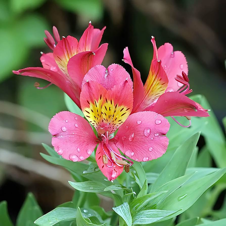 Alstroemeria spp for planting in cutting garden