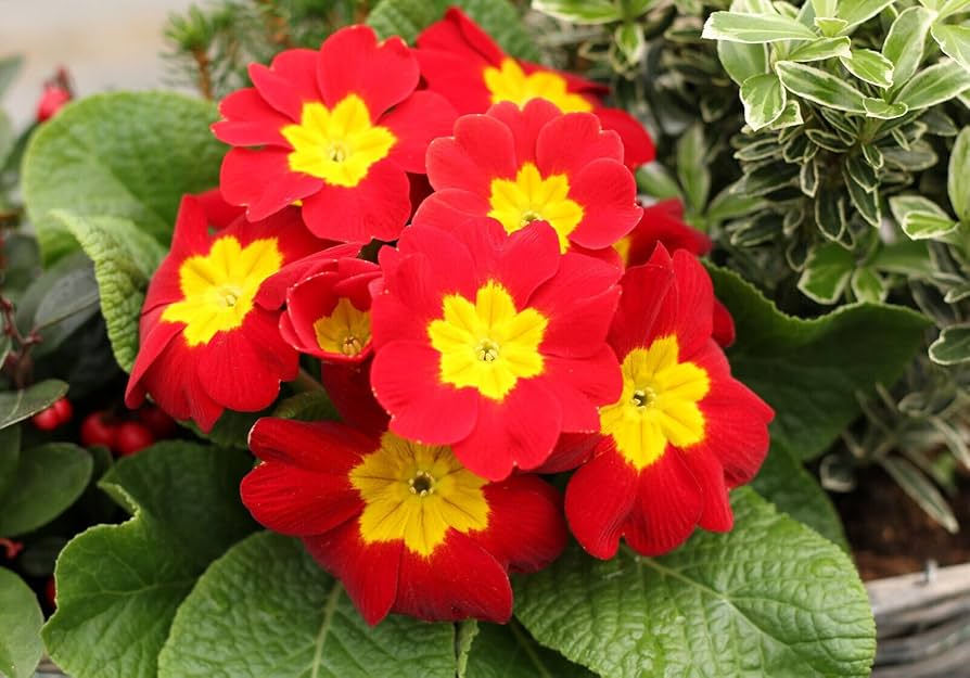 Clear Primrose flower seeds for beautiful yellow blooms