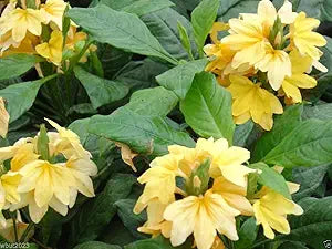 Crossandra Yellow Splash Firecracker Flower Seeds for Vibrant Blooms