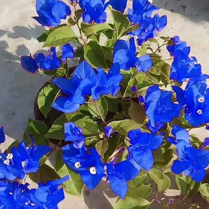 Blue Bougainvillea Flower seeds for Planting - Sun Loving, Heirloom & GMO Free Seeds for Home Garden
 
 Sale for planting in home garden