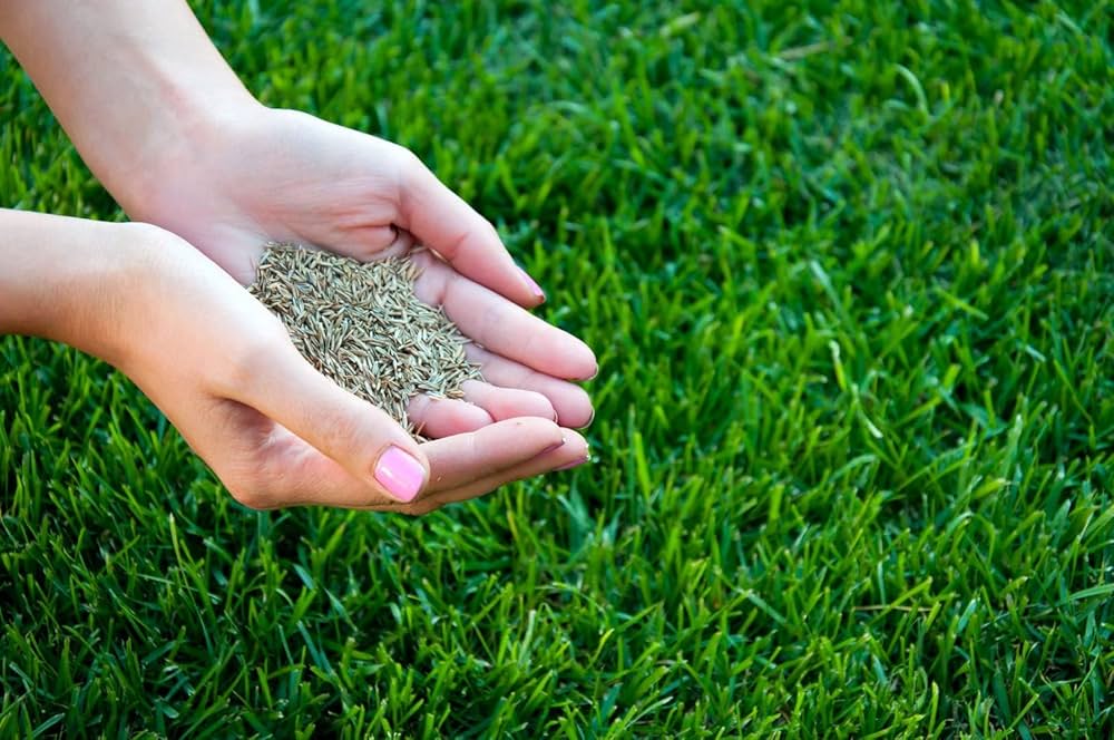 Evergreen Lawn Perennial Grass Poa pratensis seeds for planting in home garden
