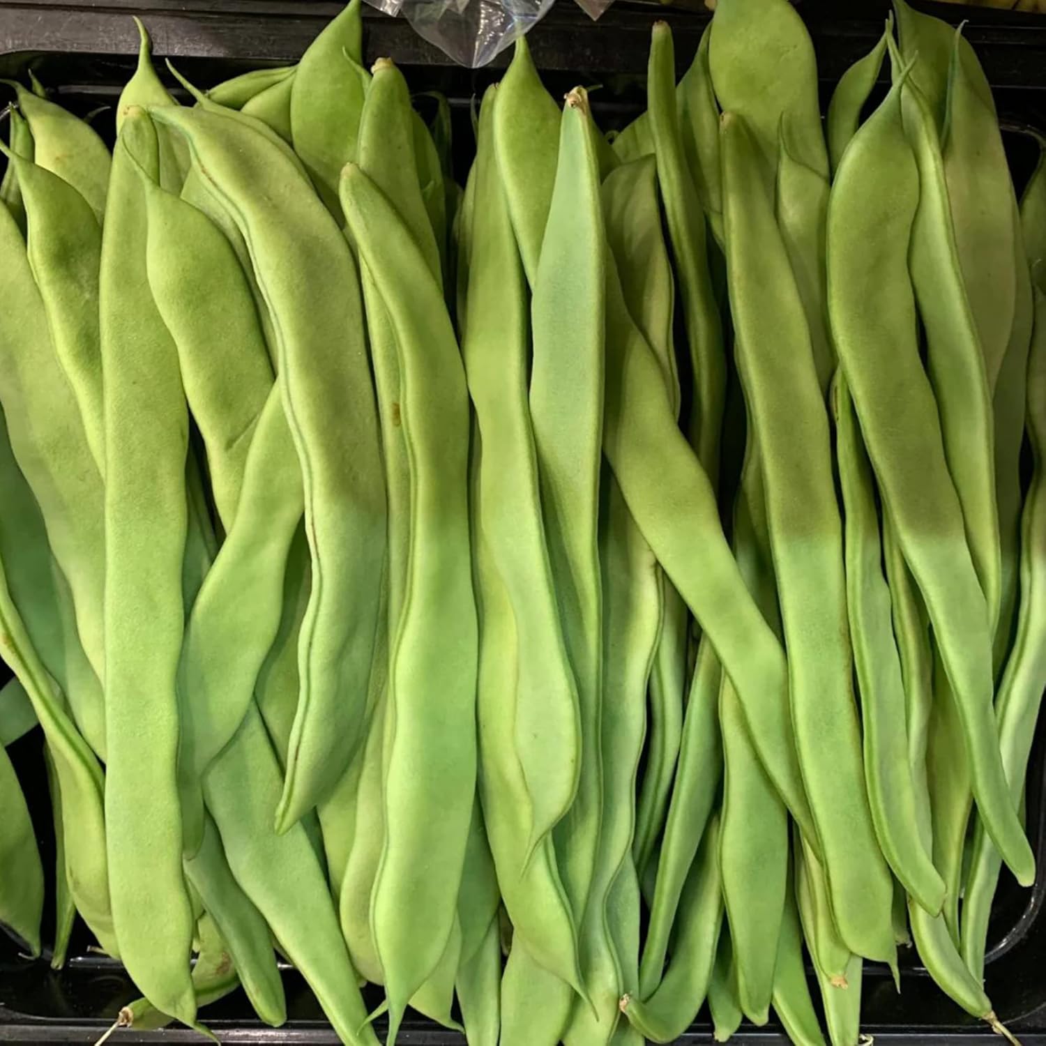 Romano Pole Bean Seeds Italian Tender Texture And Rich Flavor Eaten Fresh Cooked Trellises Poles