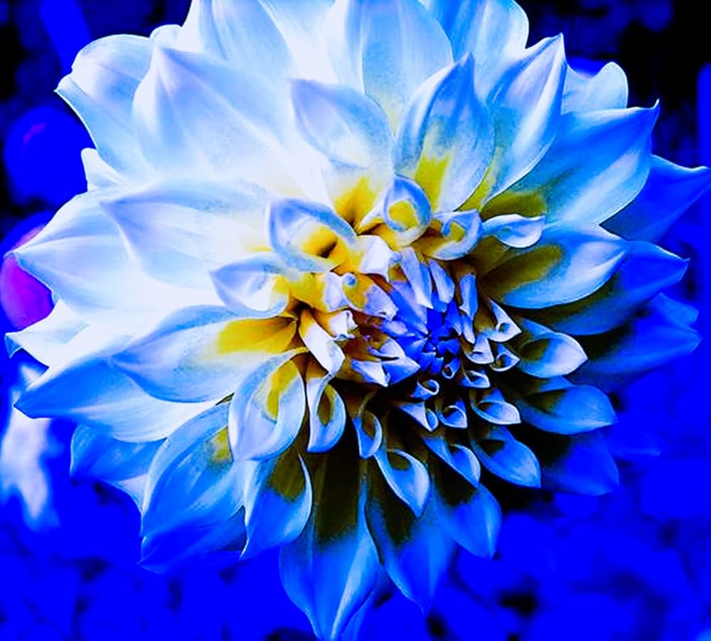 Dahlia Flower Seed For Planting Yellow Blue - Cultivate The Striking And Dahlias A Vibrant Garden