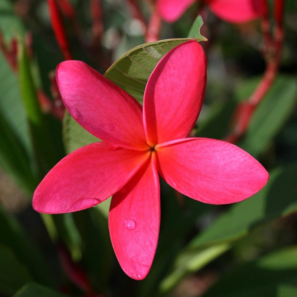 Deep Pink Egg Flower seeds for Planting - Compact Growth, Heirloom & GMO Free Seeds for Home Garden
 
 Sale for planting in home garden