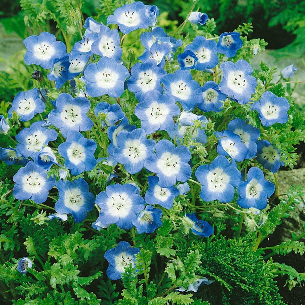 Baby Blue Eyes Nemophila menziesii Seeds for planting in flower bed