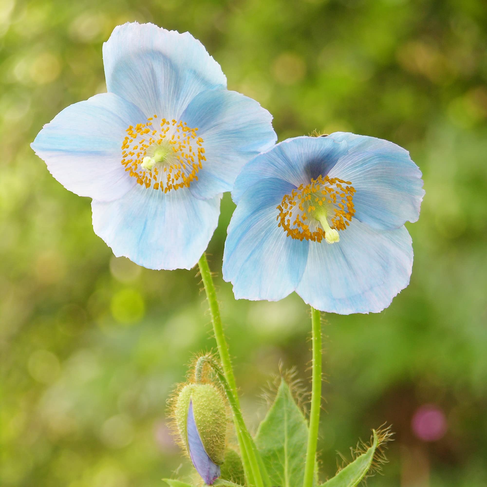 Meconopsis Meconopsis spp. for planting in flower bed