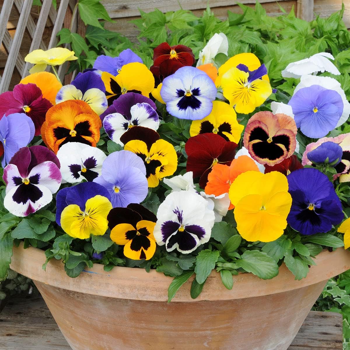 Pansy (Pansy Flower) seeds for planting in home garden