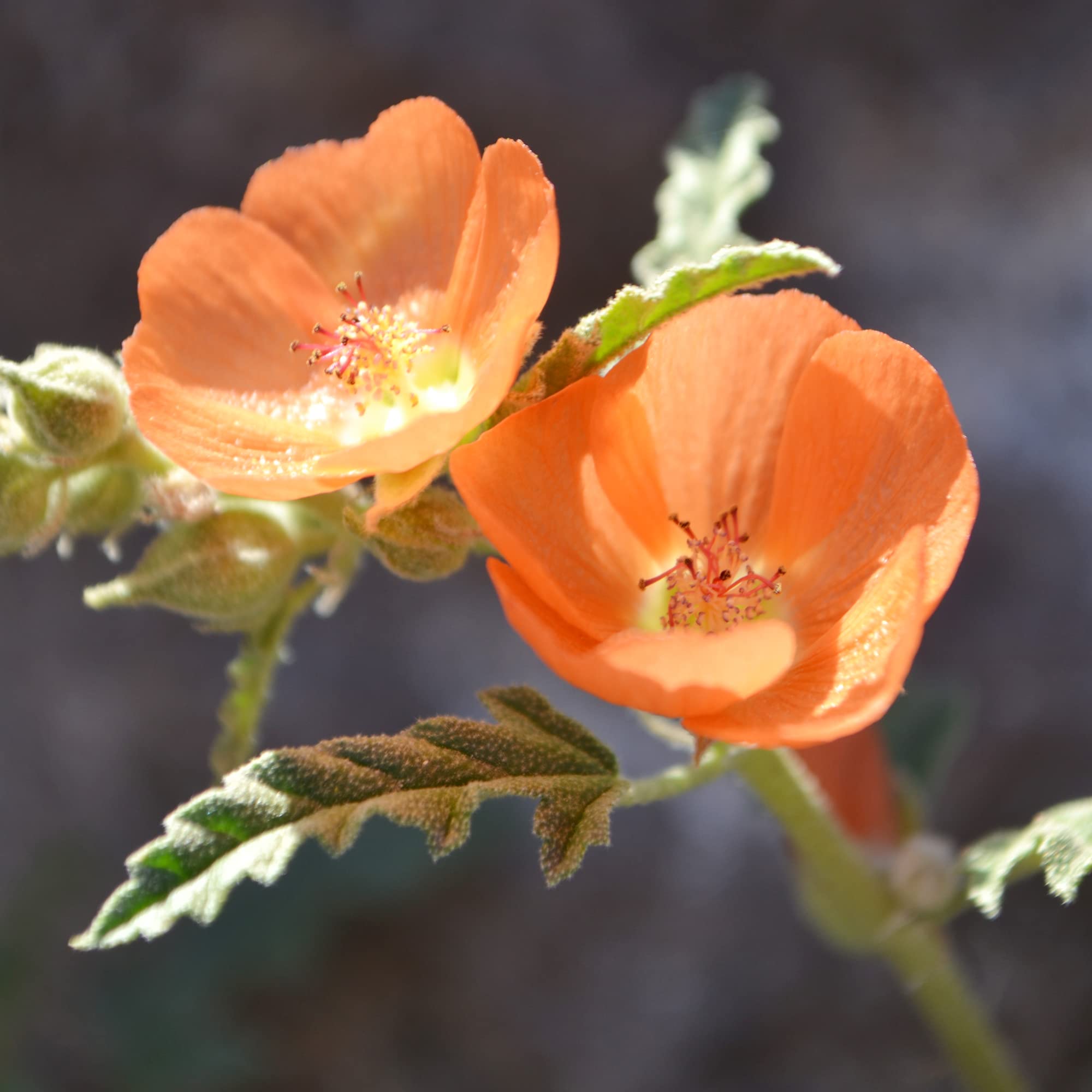 Desert Globemallow Sphaeralcea ambigua for planting in xeriscape garden