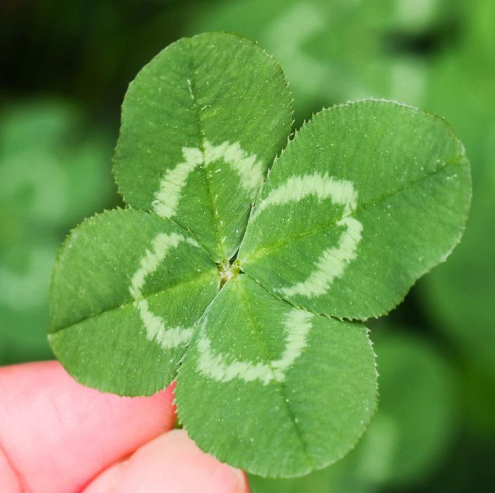 Four-Leaf Clover Trifolium Repens Seeds for planting in home garden