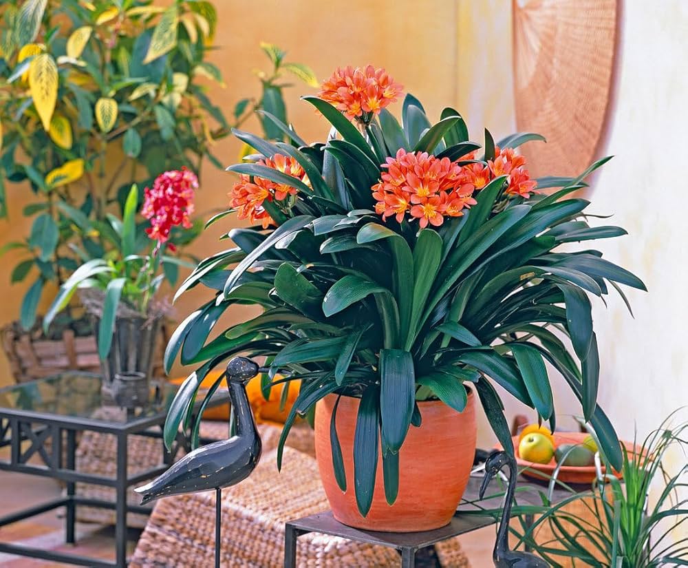 Clivia Miniata Seeds for planting in shady flower bed