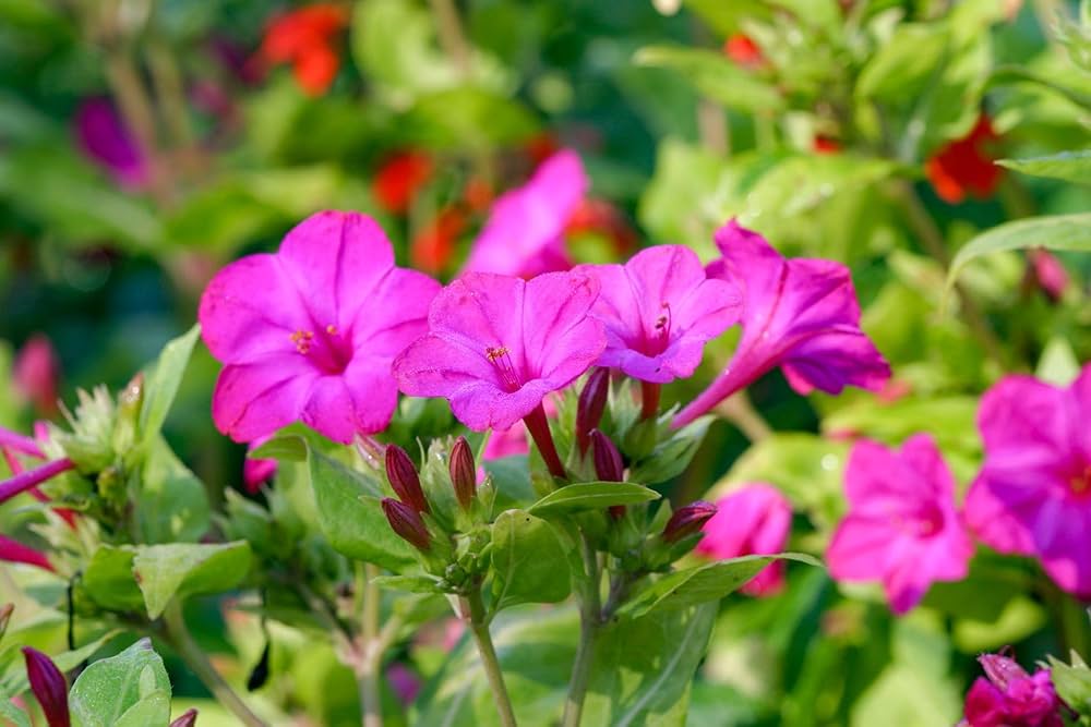 Four O'Clock Mirabilis jalapa Red for planting in flower bed