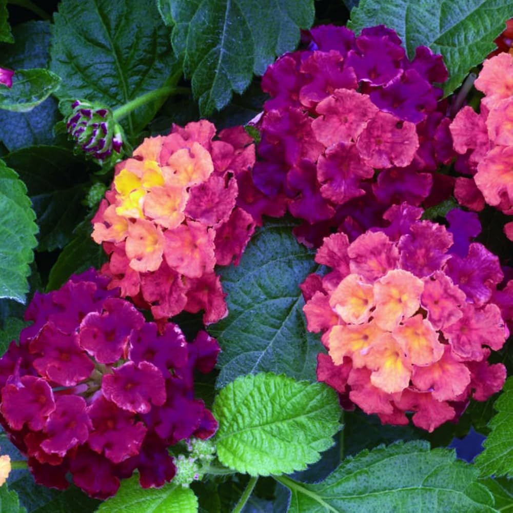 Lantana Camara Lantana spp. Seeds for planting in flower bed