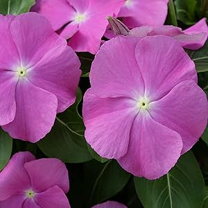 Periwinkle Orchid Vanda spp for planting in indoor garden
