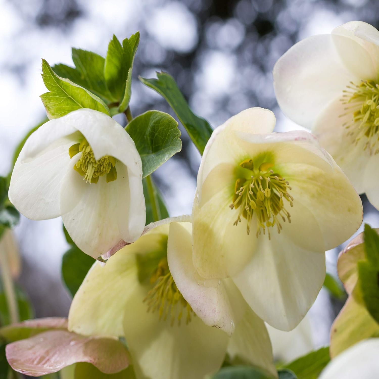 Helleborus Lenten rose flower seeds