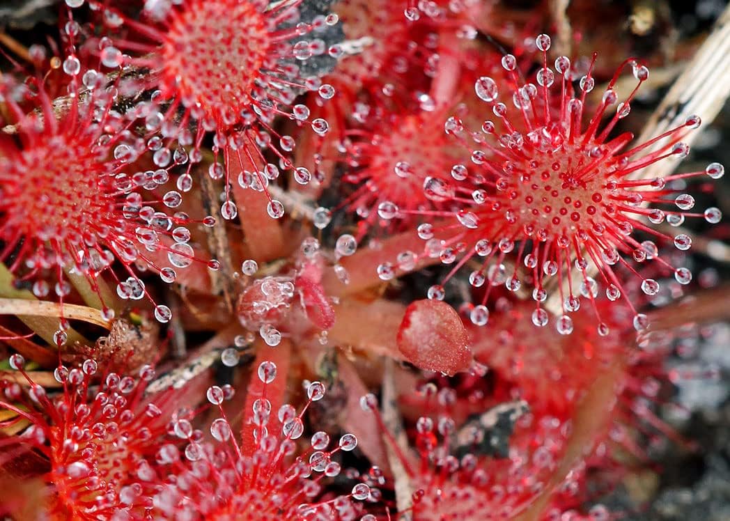 Pink Sundew Plant Seeds For Easy Planting Seeds