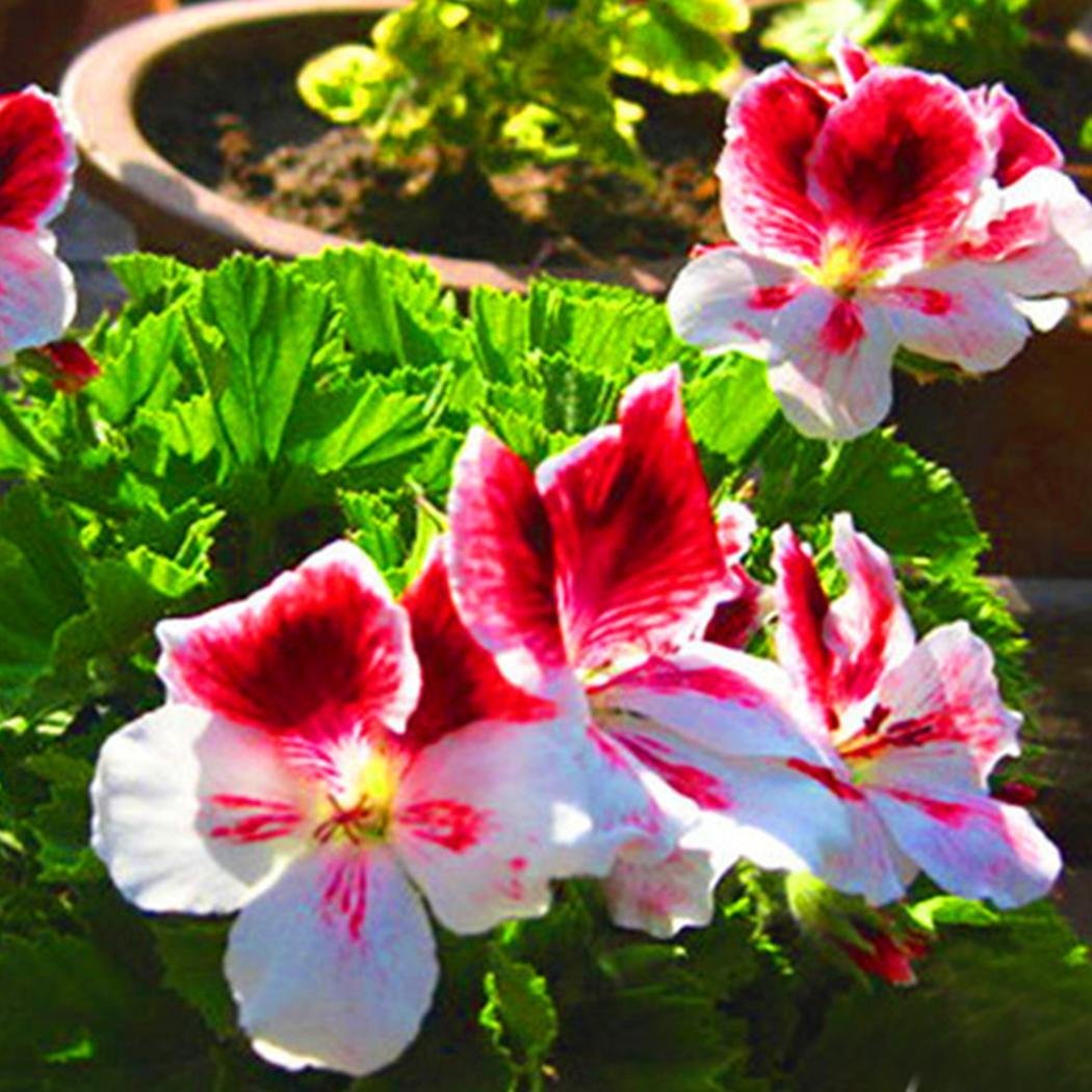 Dark (Dark Khaki) seeds for planting in home garden