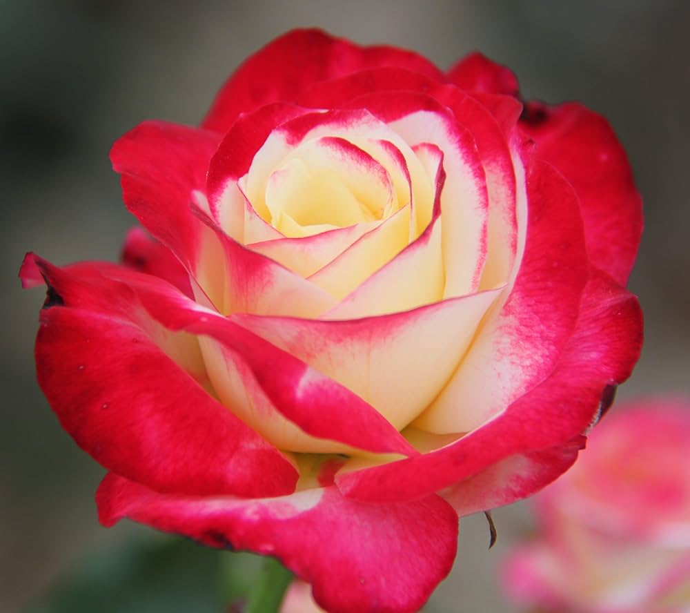Dream Roses Double Delight Hybrid Rose Seeds – Gorgeous Tea Roses for Flower Beds