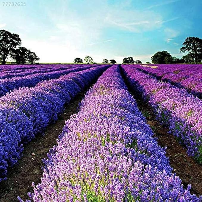 English Lavender (Lavandula angustifolia) Seeds