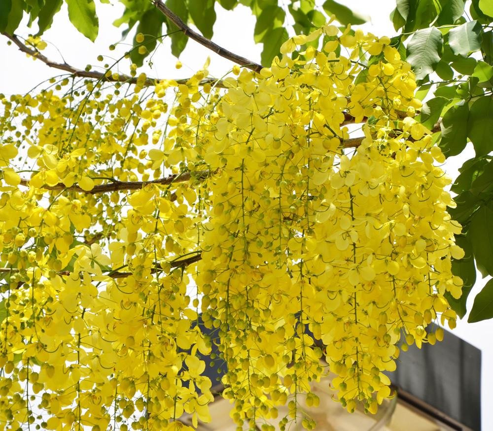 Yellow Laburnum Flower seeds for Planting - Vibrant Colors, Heirloom & GMO Free Seeds for Home Garden
 
 Sale seeds for home garden