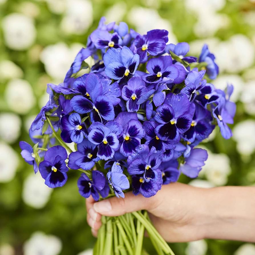 Navy Blue Swiss Giant Flower Seeds for planting in garden