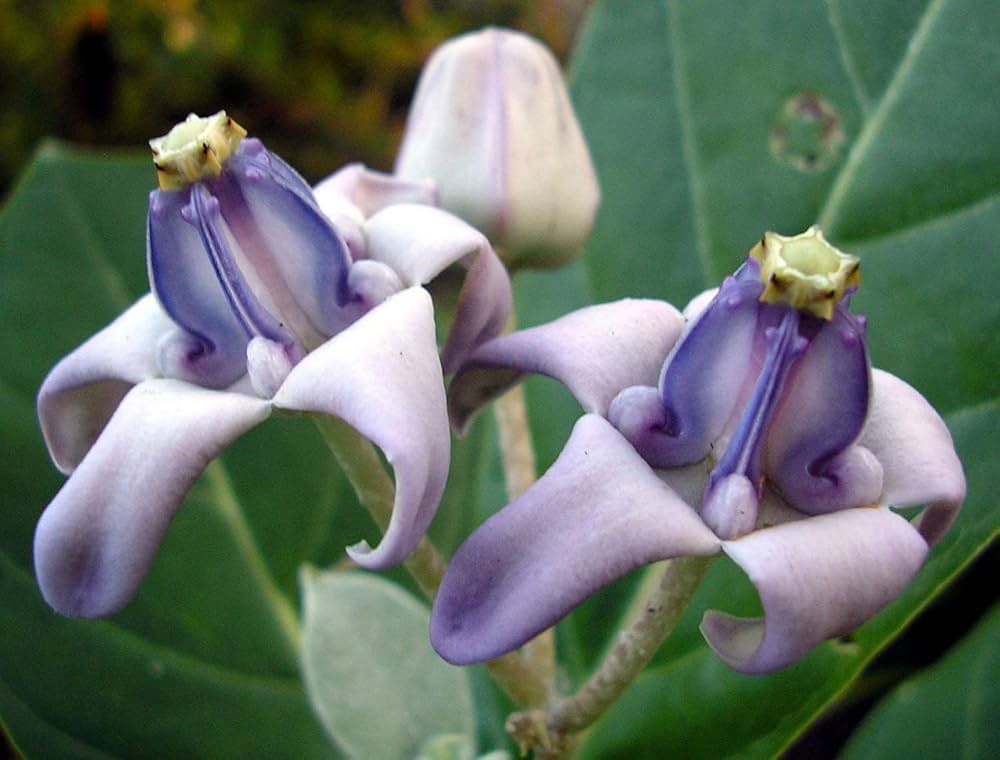 Purple Calotropis Gigantea Flower seeds for Planting - Pollinator Friendly, Heirloom & GMO Free Seeds for Home Garden
 
 Sale for planting in home garden.