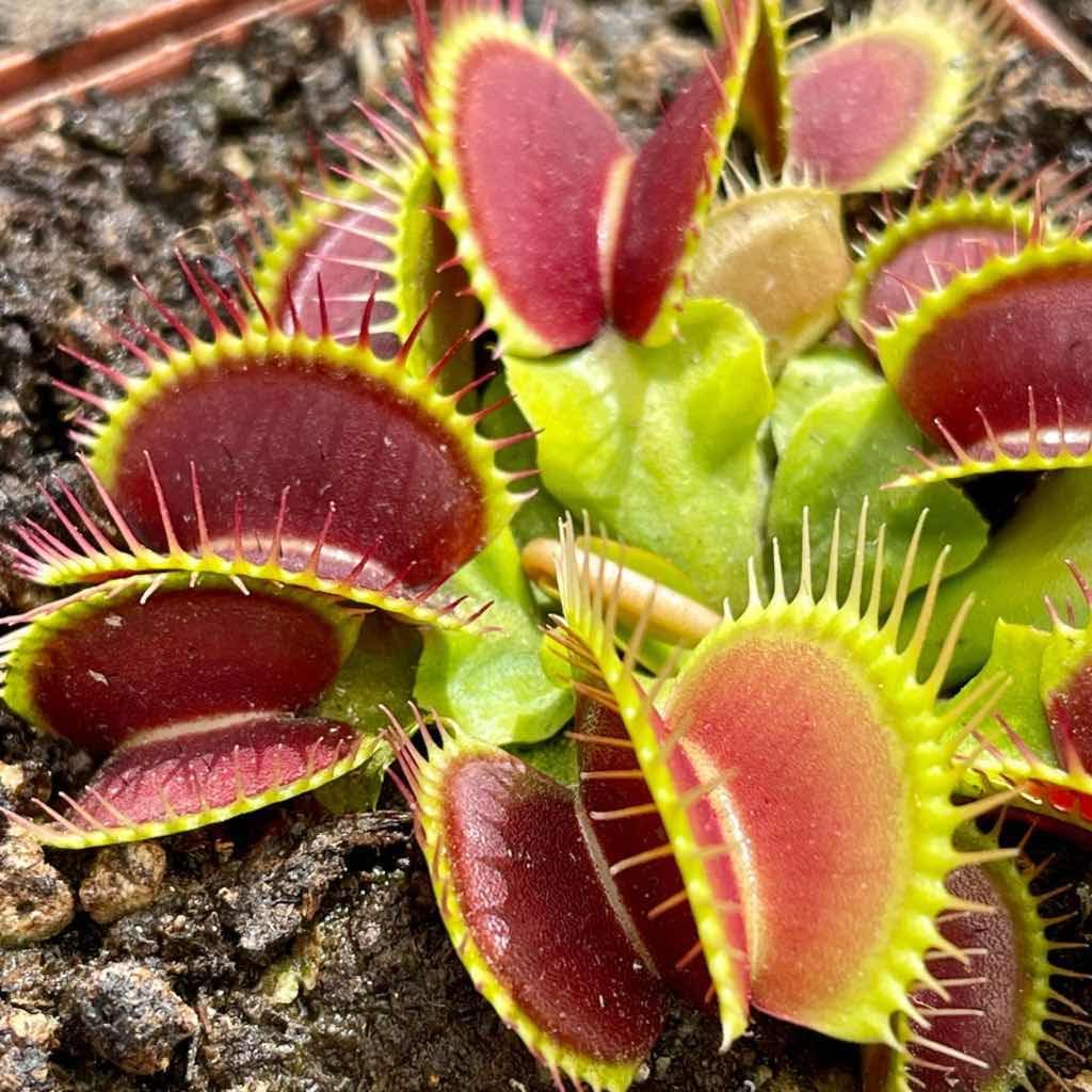 Carnivorous (Carnivorous Flower) seeds for planting in home garden