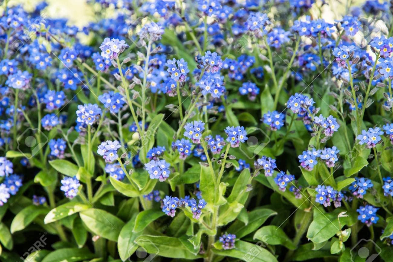 Forget-Me-Not Myosotis spp. Seeds for planting in flower bed