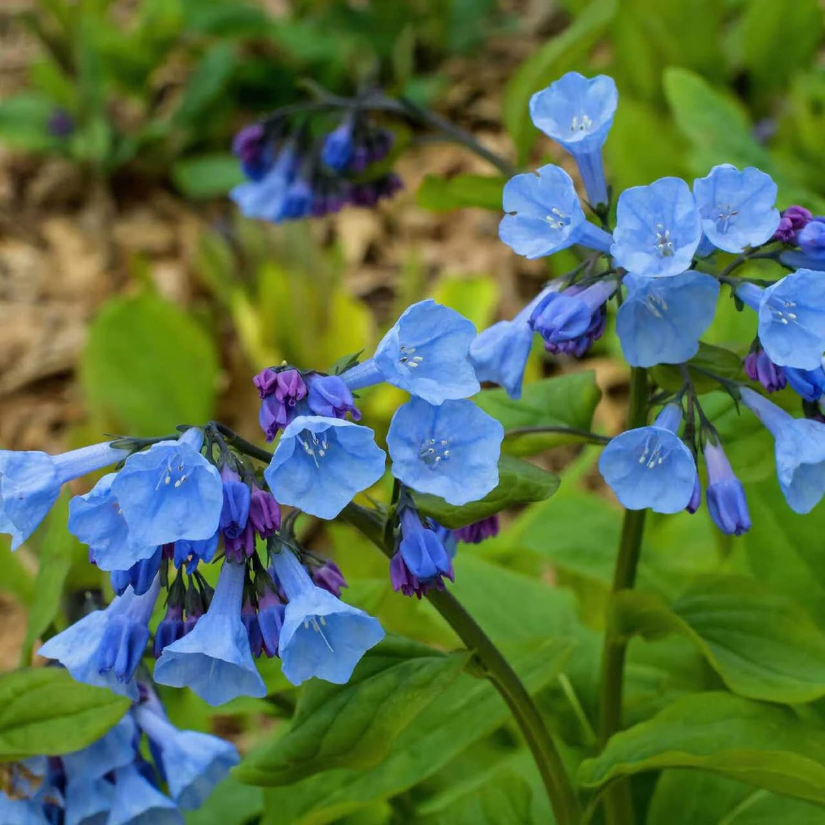 Mertensia Flower seeds for Planting - Cottage Garden Essential, Heirloom & GMO Free Seeds for Home Garden
 
 Sale seeds for home garden