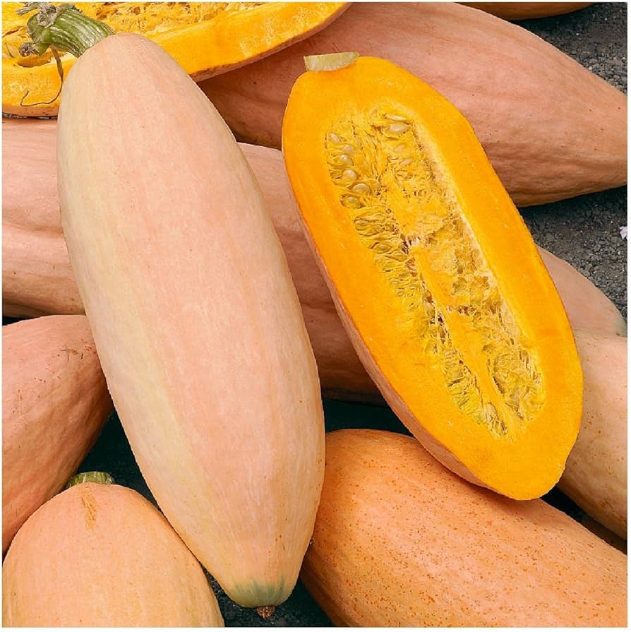 Pink Banana Winter Squash Seeds unique heirloom vegetable