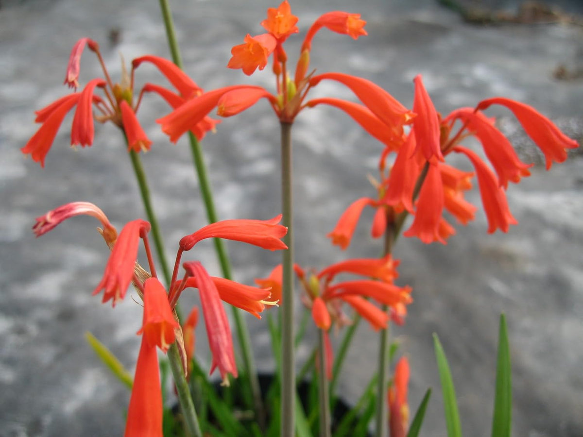 Cyrtanthus Brachyscyphus Flower seeds for Planting - Hardy Variety, Heirloom & GMO Free Seeds for Home Garden
 
 Sale for planting in home garden