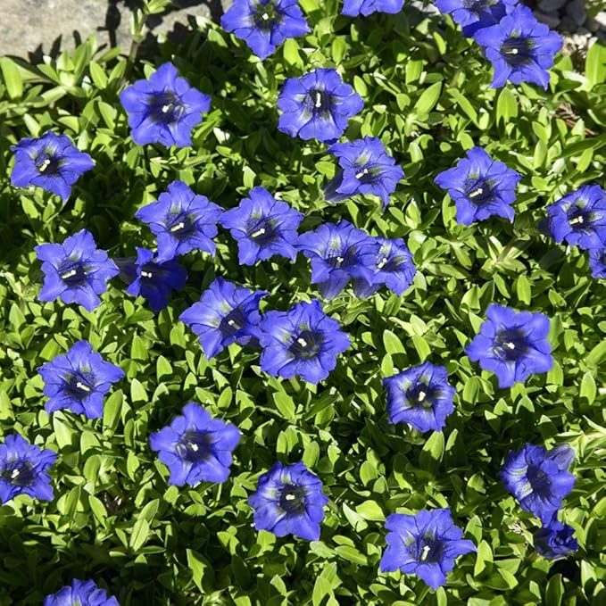 Gentian Gentiana spp. for planting in flower bed