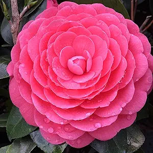 Camellia for planting in home garden