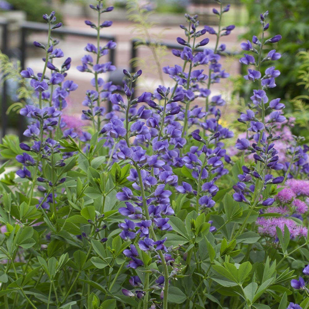 Blue False Indigo Flower seeds for Planting - Easy to Grow, Heirloom & GMO Free Seeds for Home Garden
 
 Sale seeds for planting in home garden