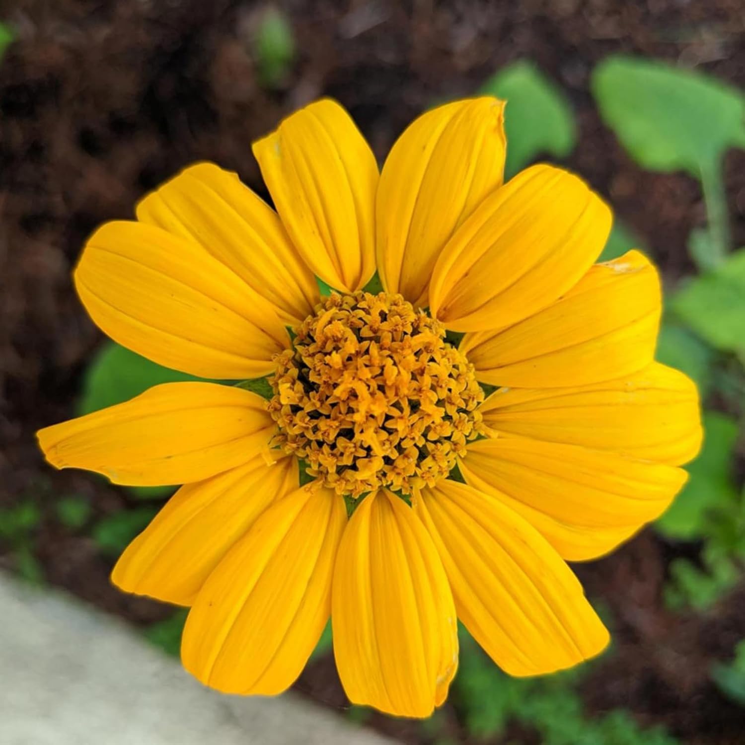 Yellow Mexican Sunflower Seeds Tithonia Diversifolia Perennial Attract Bees & Butterflies