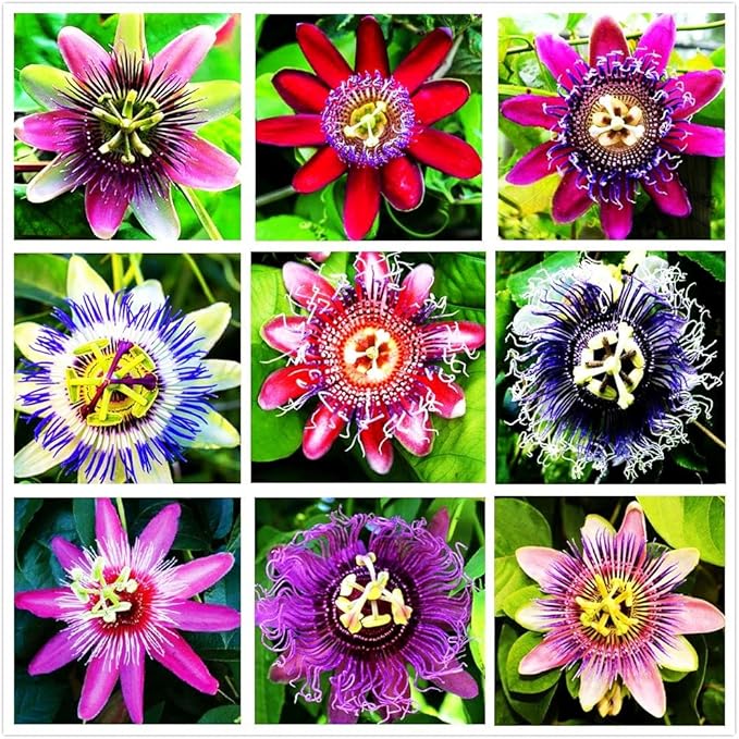 Passion Flower Passiflora spp for planting in garden