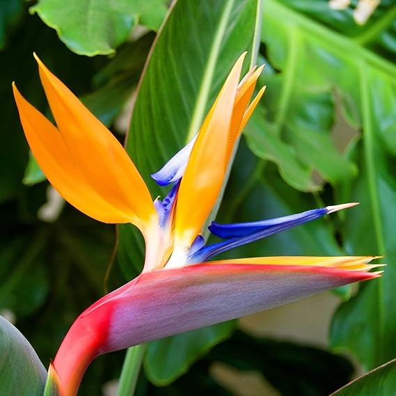 Strelitzia Reginae Planting Flower Seeds For Exotic Blooms