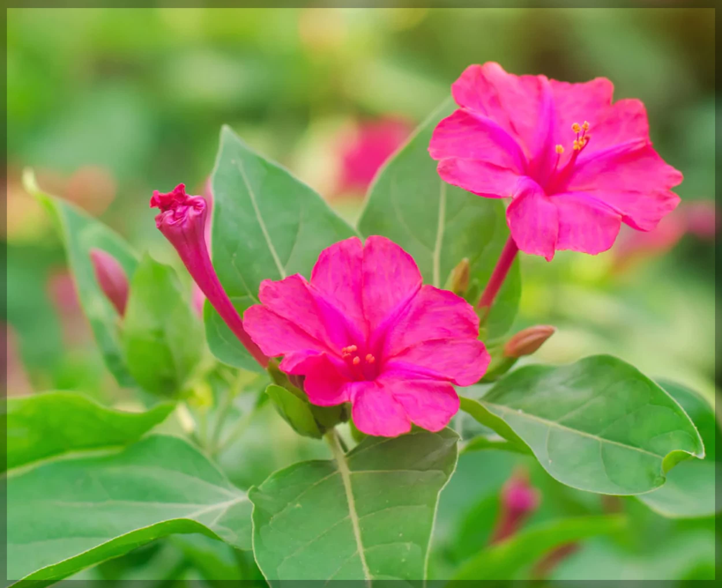 Four O'Clock Flower Seeds for colorful afternoon blooming