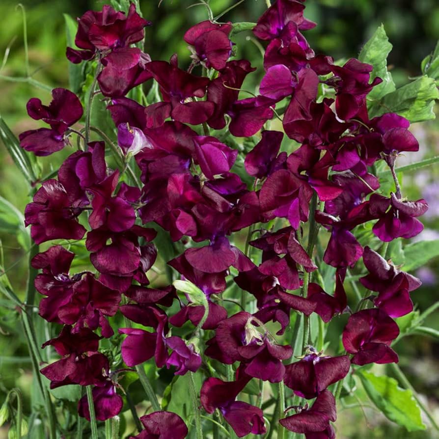 Beaujolais Sweet Pea Lathyrus odoratus for planting on trellis