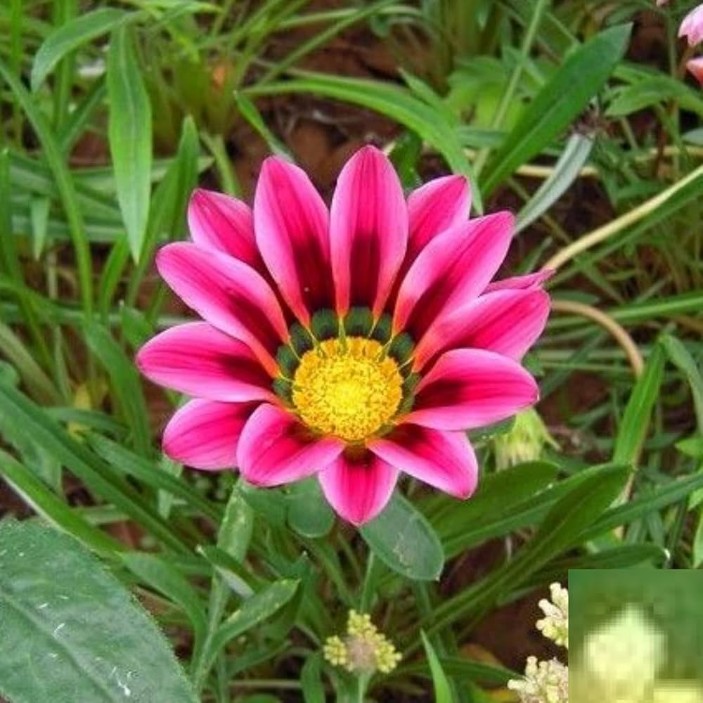 African Daisy Arctotis Rollier for dry garden or flower bed