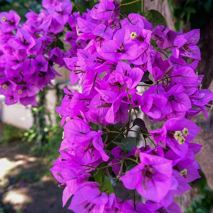 Bougainvillea Flower seeds for Planting - Compact Growth, Heirloom & GMO Free Seeds for Home Garden
 
 Sale for planting in home garden