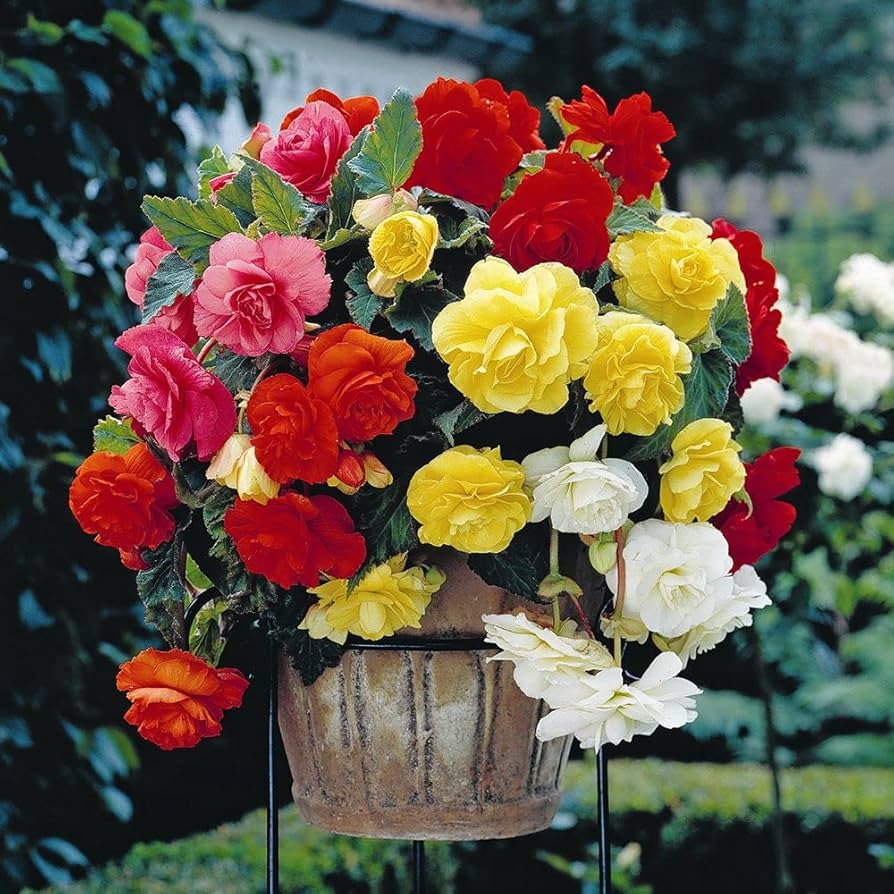 Mixed Begonia Seeds for colorful bonsai flower blooms