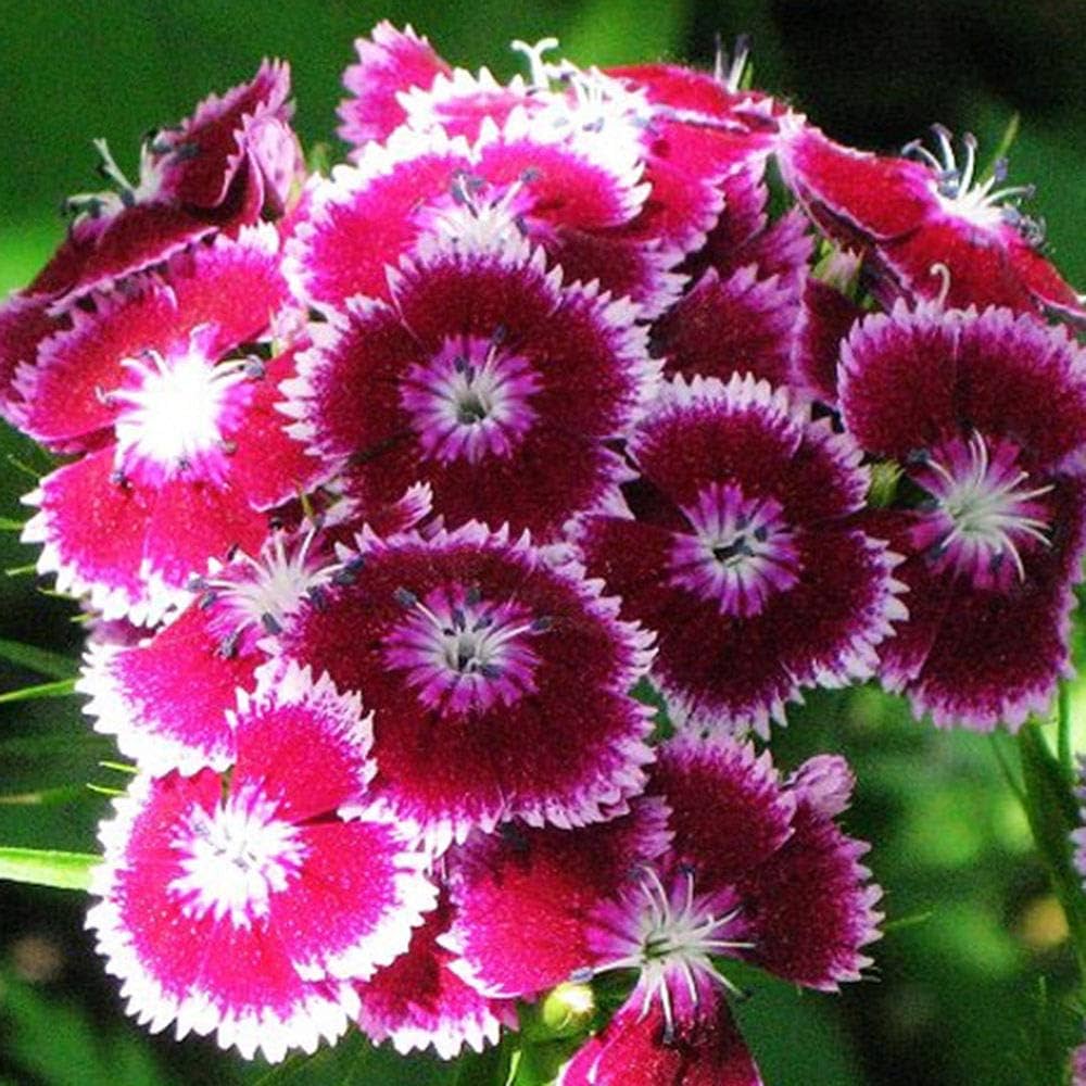 Mixed Color Sweet Scabious Flower Seeds