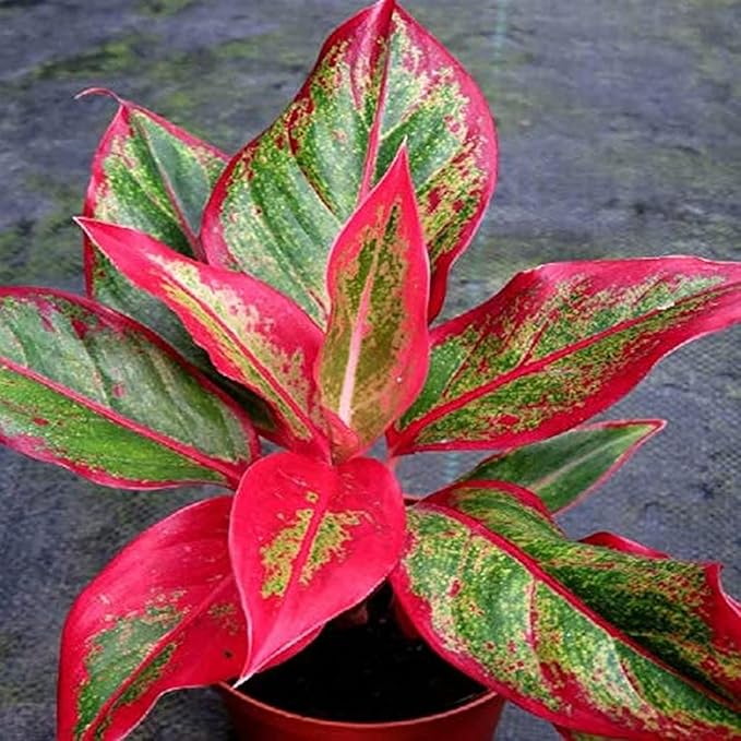 Aglaonema Flower seeds for Planting - Low Maintenance, Heirloom & GMO Free Seeds for Home Garden
 
 Sale for planting in home garden