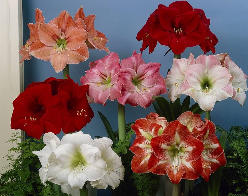Amaryllis Hippeastrum Species Seeds for planting in flower bed